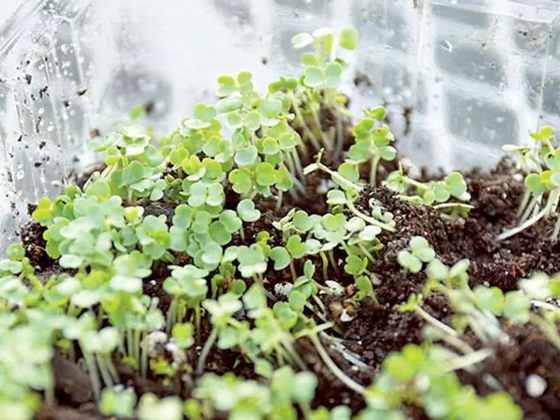 便攜式植物營養(yǎng)測定儀有什么用 便攜式植物營養(yǎng)測定儀有什么用