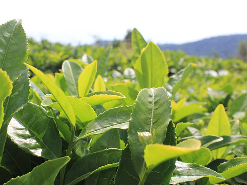 哪款設備可以精準檢測植物冠層？