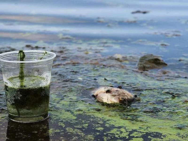 水質生物毒性檢測儀可以測定工業(yè)排放污水嗎？