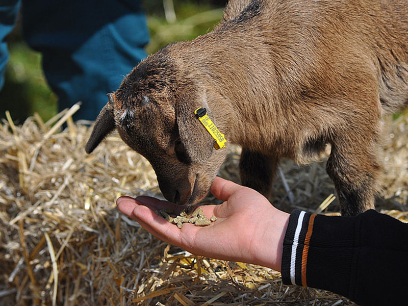 黃曲霉毒素定量檢測(cè)儀保障飼料安全 黃曲霉毒素定量檢測(cè)儀保障飼料安全