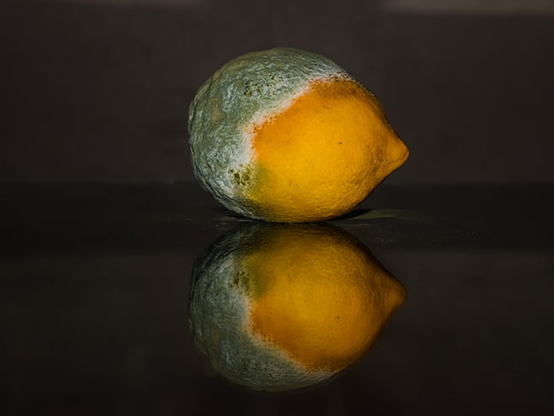 真菌毒素檢測儀生產(chǎn)廠家