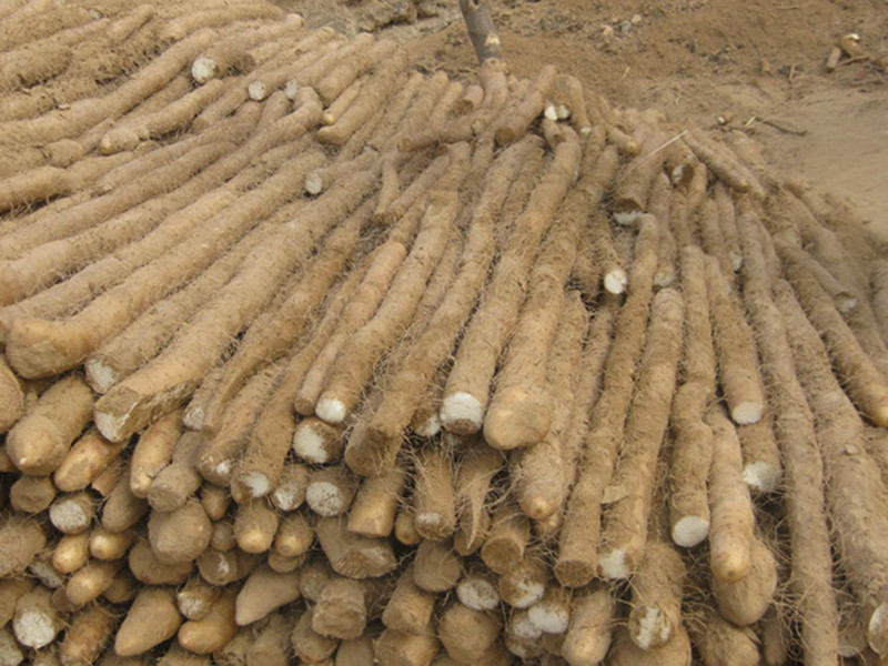 土壤養(yǎng)分檢測(cè)儀可輔助山藥種植