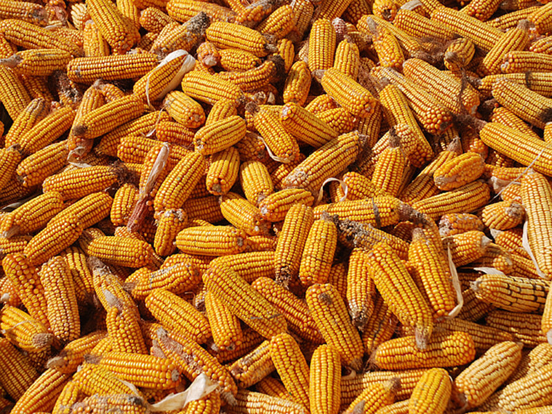 玉米中的黃曲霉毒素是怎么產(chǎn)生的?