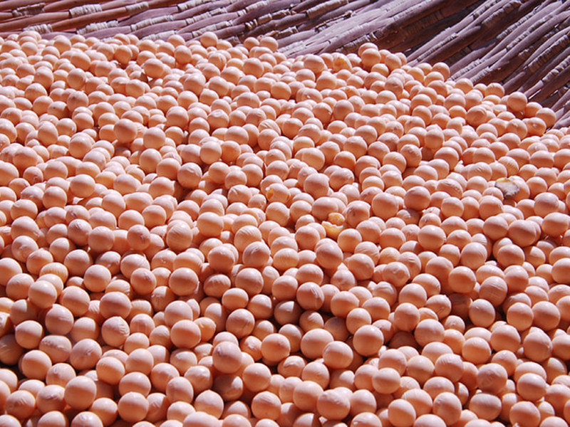 大豆黃曲霉素怎么測?