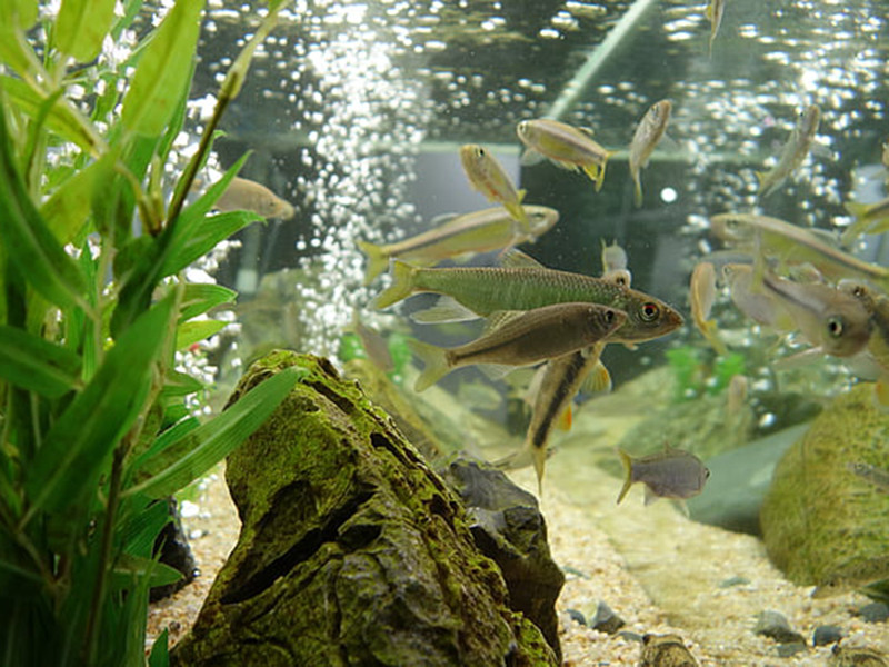 養(yǎng)魚(yú)水質(zhì)不好怎么辦?