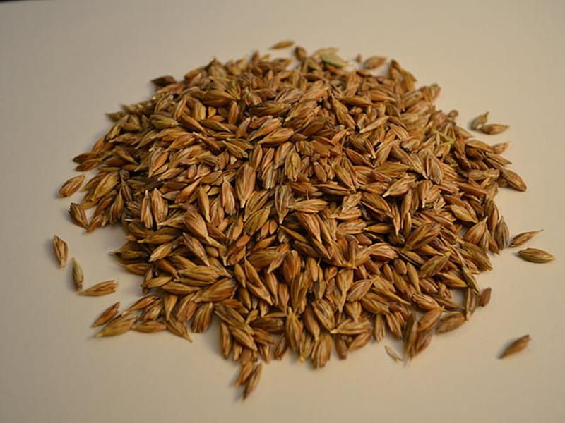 小麥嘔吐毒素怎么檢測?