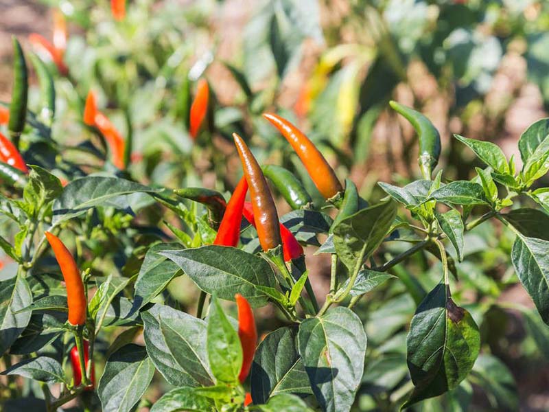種植辣椒 種植辣椒