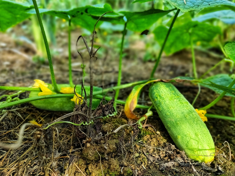 食品安全農(nóng)藥殘留檢測儀作用（農(nóng)藥殘留檢測儀廠家）