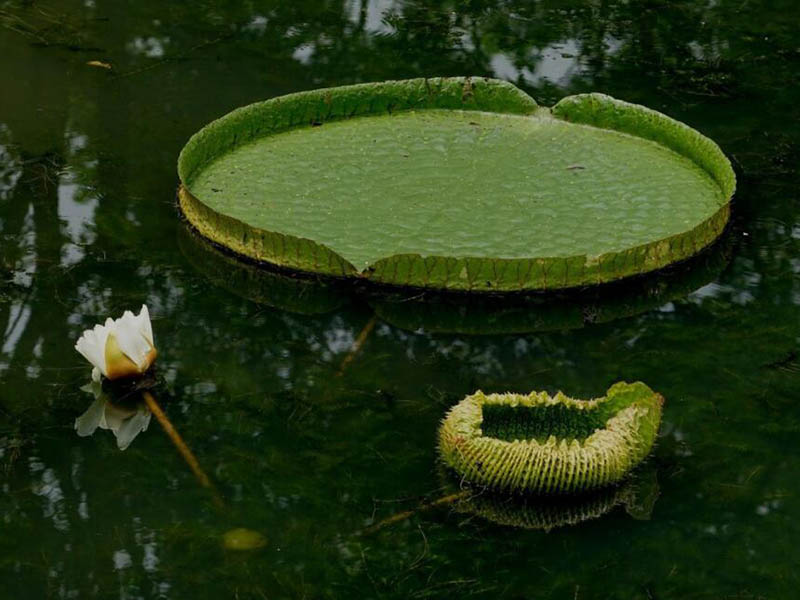 水源藻類(lèi)爆發(fā)的原因