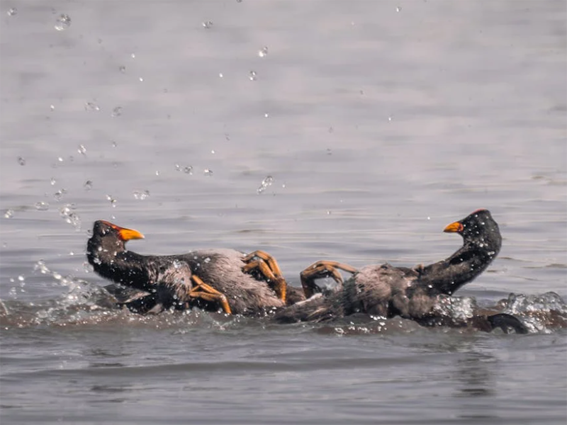 水質在線自動監測儀的主要功能