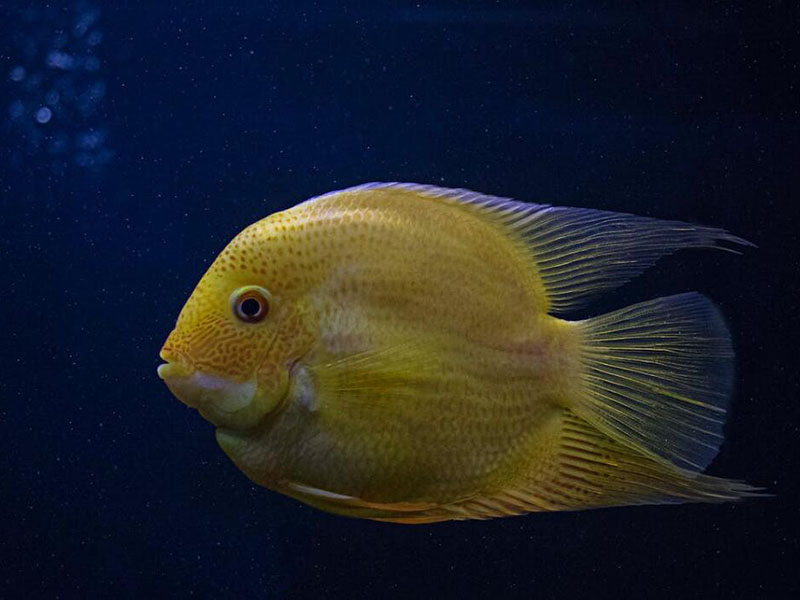 我國農(nóng)獸藥殘留限量有哪些