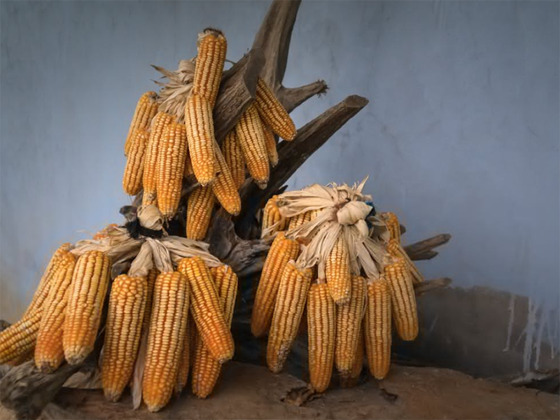 黃曲霉毒素限量標(biāo)準(zhǔn)（糧食黃曲霉毒素如何檢測(cè)）