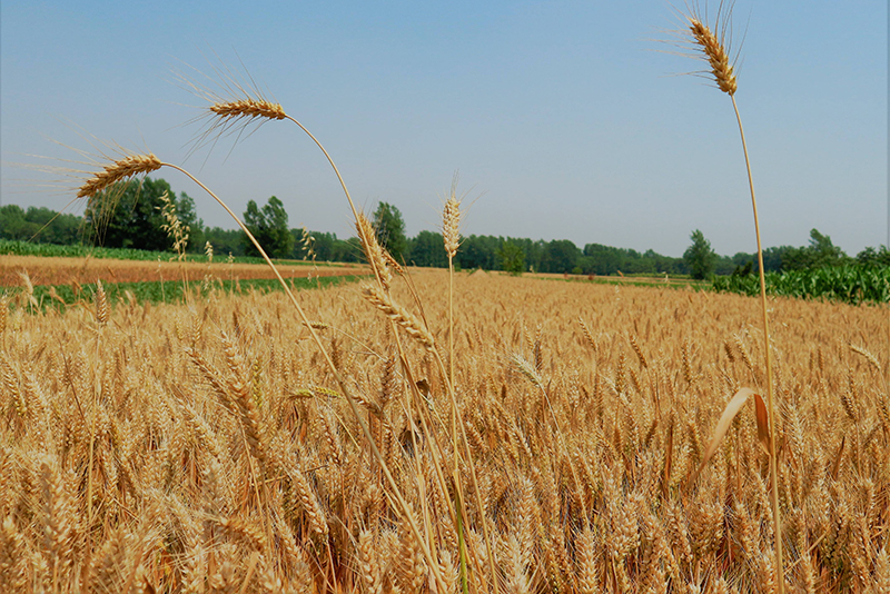 土壤快速測試儀 土壤快速測試儀