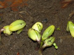 種子發芽箱廠家哪家好？