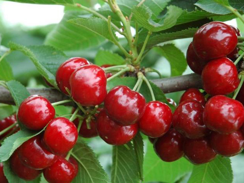 農(nóng)藥殘留速測儀促進食品安全 農(nóng)藥殘留速測儀促進食品安全