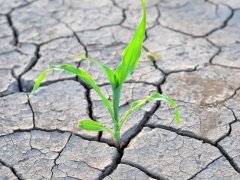 土壤鹽分速測(cè)儀,土壤鹽分對(duì)作物的影響有多大?