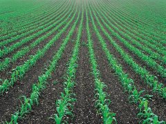 土壤墑情監(jiān)測(cè)儀,為實(shí)現(xiàn)節(jié)水增糧奠定基礎(chǔ)