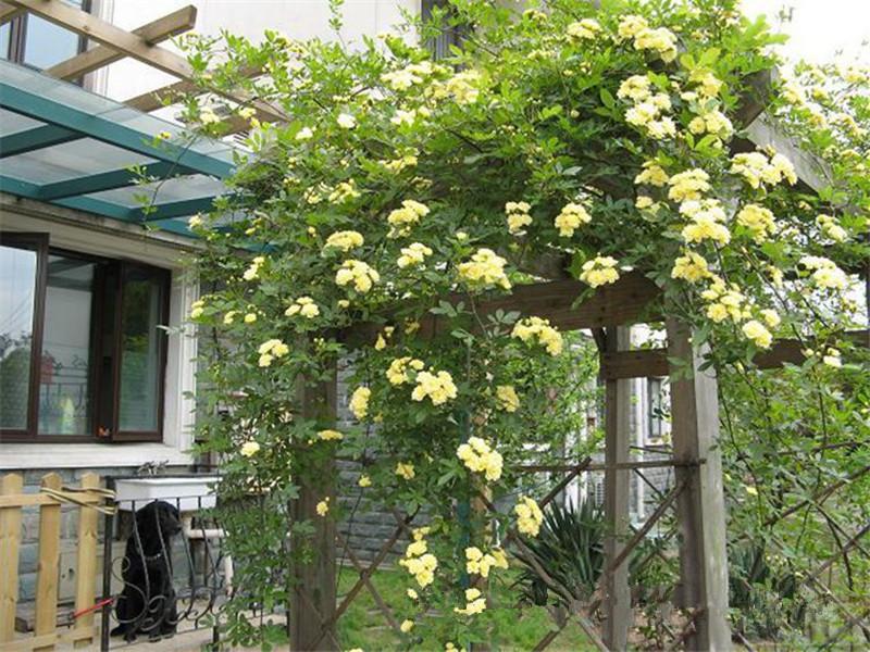 夏季在院子里種這種花，不僅好看還能驅蚊