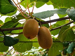 獼猴桃生長期間，補鈣是關(guān)鍵