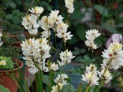 種植玉米百合，光照要合適