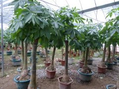 發財樹的生長需要哪些因素？